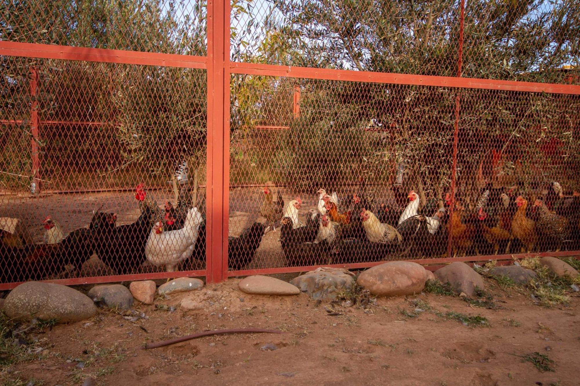 La Ferme De Lalladom Tameslouht Ngoại thất bức ảnh